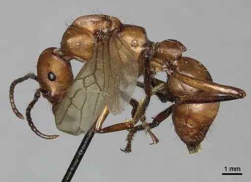 Gnamptogenys concinna specimen CASENT0249602 image casent0249602_3