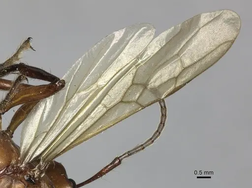 Gnamptogenys concinna specimen CASENT0249602 image casent0249602_4
