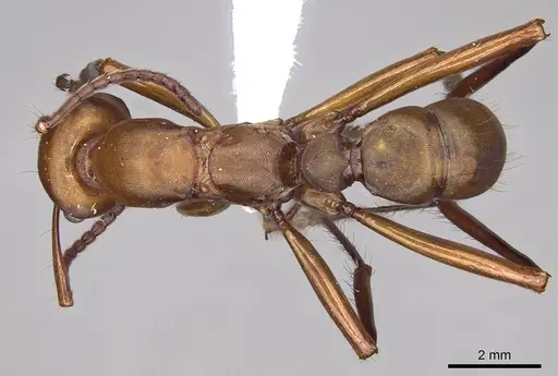 Gnamptogenys concinna specimen CASENT0281515 image casent0281515_1