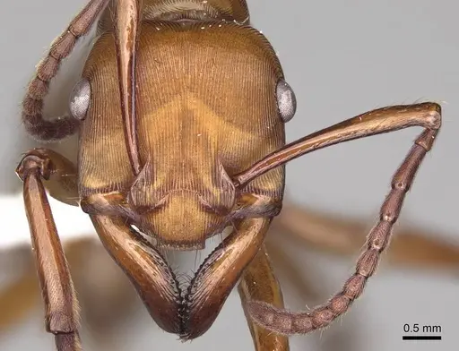 Gnamptogenys concinna specimen CASENT0281515 image casent0281515_2
