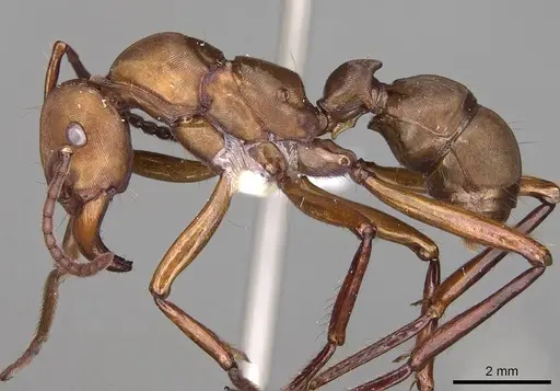 Gnamptogenys concinna specimen CASENT0281515 image casent0281515_3