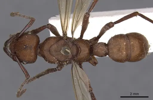 Gnamptogenys concinna specimen CASENT0900548 image casent0900548_1