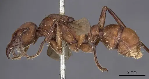 Gnamptogenys concinna specimen CASENT0900548 image casent0900548_3