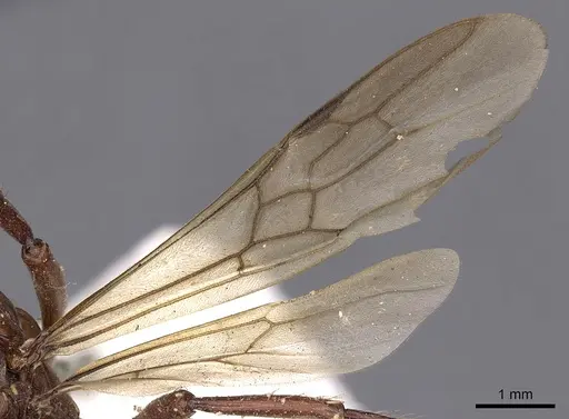 Gnamptogenys concinna specimen CASENT0900548 image casent0900548_4