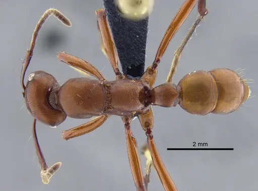 Gnamptogenys concinna specimen CBUMAGENT41748 image cbumagent41748_1