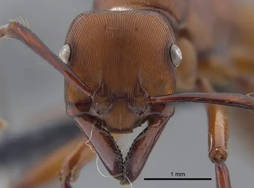 Gnamptogenys concinna specimen CBUMAGENT41748 image cbumagent41748_2