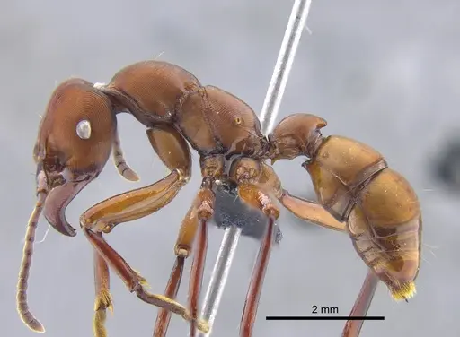 Gnamptogenys concinna specimen CBUMAGENT41748 image cbumagent41748_3