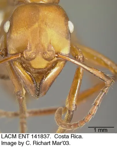 Gnamptogenys concinna specimen LACMENT141837 image lacment141837_1