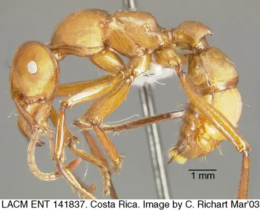 Gnamptogenys concinna specimen LACMENT141837 image lacment141837_2