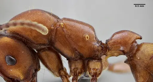 Gnamptogenys concinna specimen UFV-LABECOL-005670 image ufv-labecol-005670_4