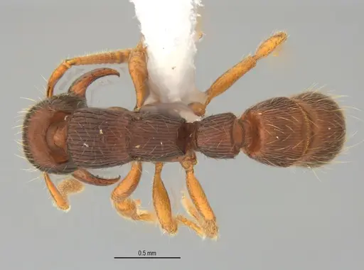 Gnamptogenys continua specimen ANTWEB1047079 image antweb1047079_1