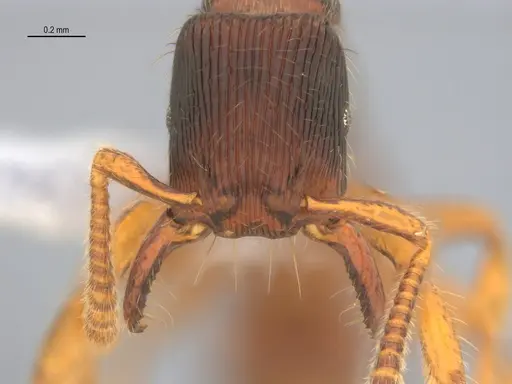 Gnamptogenys continua specimen ANTWEB1047079 image antweb1047079_2