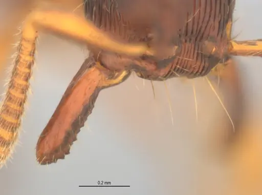 Gnamptogenys continua specimen ANTWEB1047079 image antweb1047079_3