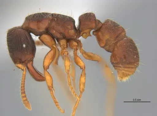 Gnamptogenys continua specimen ANTWEB1047079 image antweb1047079_4