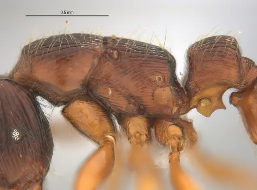Gnamptogenys continua specimen ANTWEB1047079 image antweb1047079_5