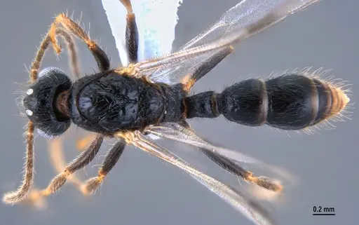 Gnamptogenys continua specimen ANTWEB1047537 image antweb1047537_1