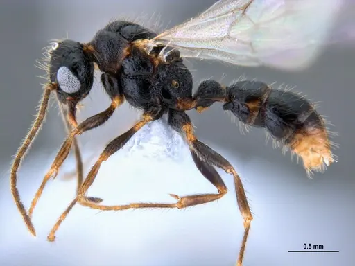 Gnamptogenys continua specimen ANTWEB1047537 image antweb1047537_3