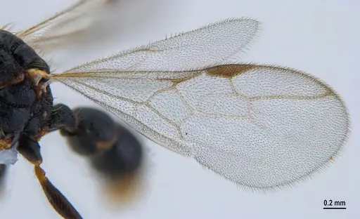 Gnamptogenys continua specimen ANTWEB1047537 image antweb1047537_4