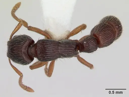 Gnamptogenys continua specimen CASENT0173383 image casent0173383_1
