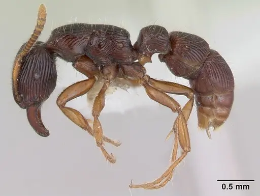 Gnamptogenys continua specimen CASENT0173383 image casent0173383_3