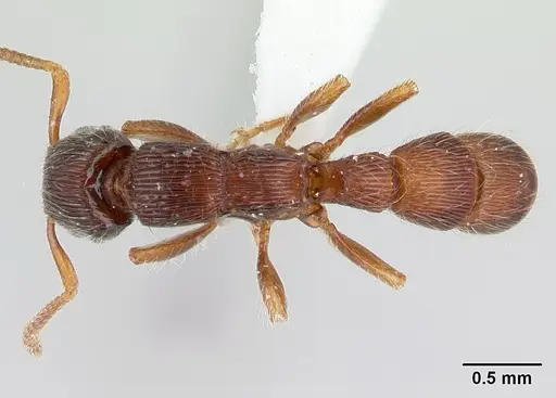 Gnamptogenys continua specimen CASENT0178676 image casent0178676_1