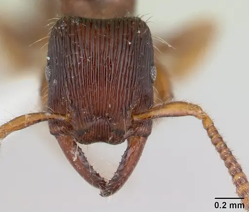 Gnamptogenys continua specimen CASENT0178676 image casent0178676_2
