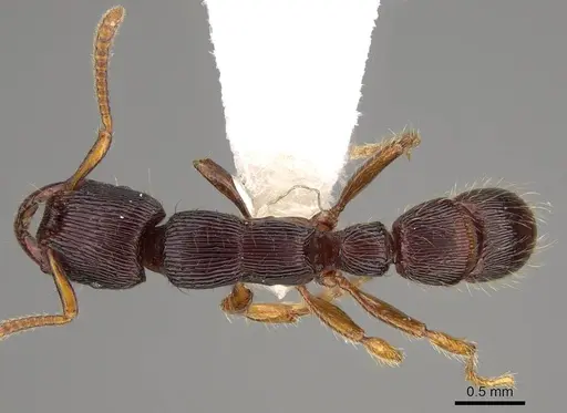 Gnamptogenys continua specimen CASENT0281516 image casent0281516_1