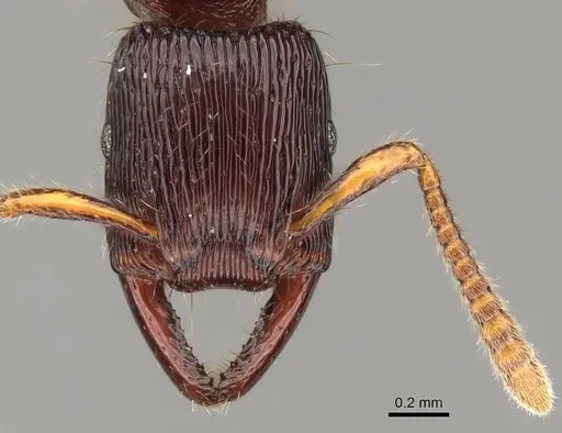 Gnamptogenys continua specimen CASENT0281516 image casent0281516_2