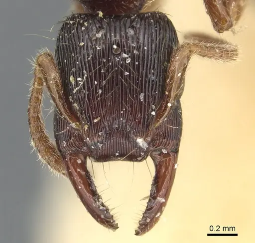 Gnamptogenys continua specimen CASENT0903847 image casent0903847_2