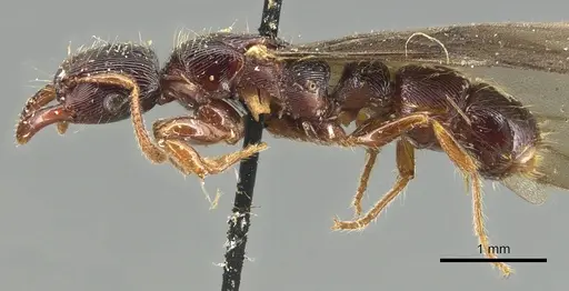 Gnamptogenys continua specimen CASENT0903847 image casent0903847_3