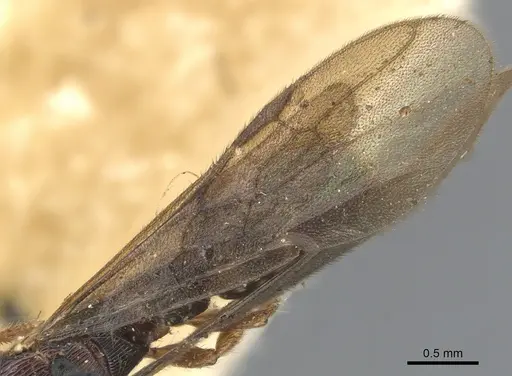 Gnamptogenys continua specimen CASENT0903847 image casent0903847_4