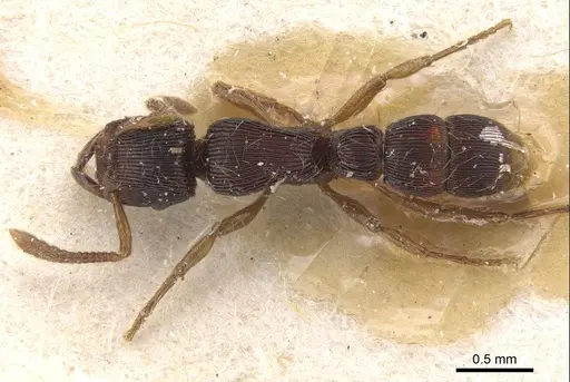 Gnamptogenys continua specimen CASENT0915113 image casent0915113_1