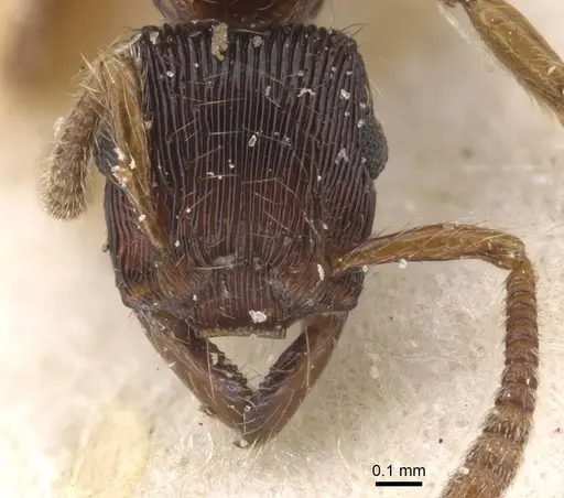 Gnamptogenys continua specimen CASENT0915113 image casent0915113_2