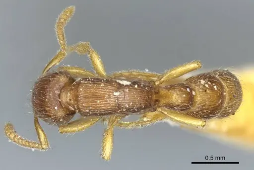 Gnamptogenys continua specimen CASENT0915910 image casent0915910_1