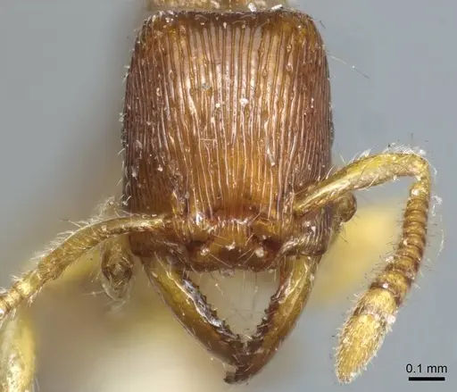 Gnamptogenys continua specimen CASENT0915910 image casent0915910_2