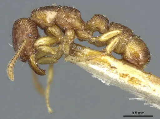 Gnamptogenys continua specimen CASENT0915910 image casent0915910_3