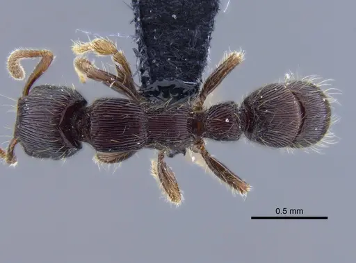 Gnamptogenys continua specimen CBUMAGENT41756 image cbumagent41756_1