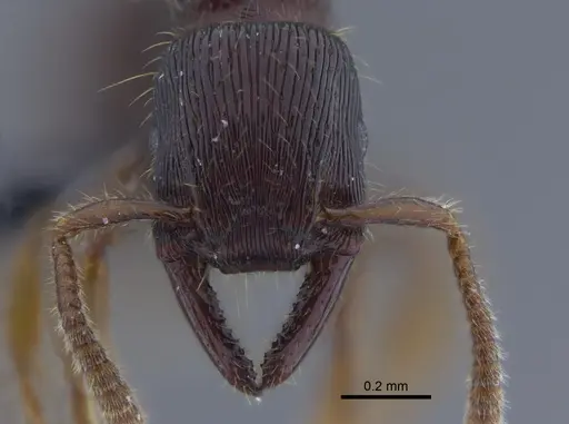 Gnamptogenys continua specimen CBUMAGENT41756 image cbumagent41756_2