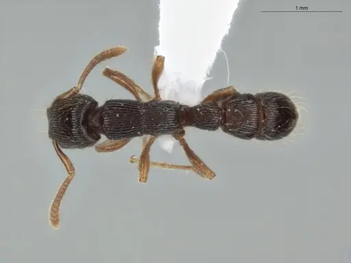 Gnamptogenys continua specimen ECOFOG-GAL18-0226-24 image ecofog-gal18-0226-24_1
