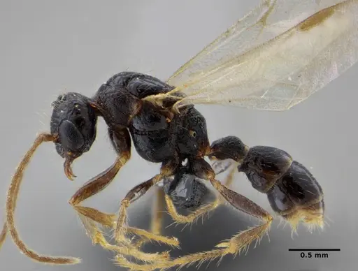 Gnamptogenys continua specimen UFV-LABECOL-005686 image ufv-labecol-005686_4