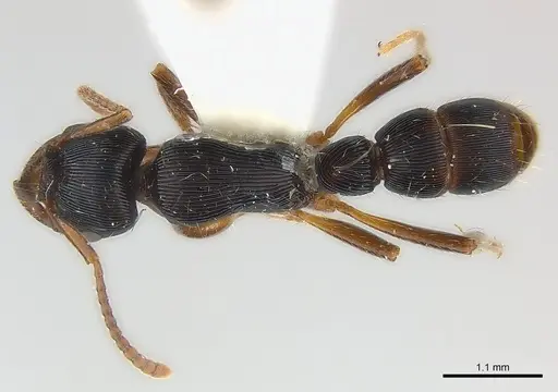 Gnamptogenys curvoclypeata specimen CASENT0179996 image casent0179996_1