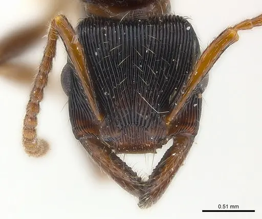 Gnamptogenys curvoclypeata specimen CASENT0179996 image casent0179996_2