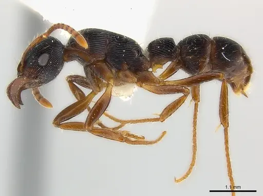 Gnamptogenys curvoclypeata specimen CASENT0179996 image casent0179996_3
