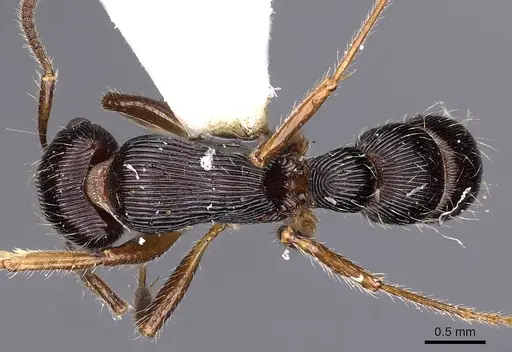 Gnamptogenys curvoclypeata specimen CASENT0900554 image casent0900554_1