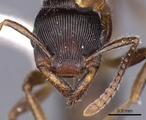 Gnamptogenys curvoclypeata specimen CASENT0900554 image casent0900554_2