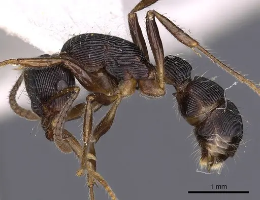 Gnamptogenys curvoclypeata specimen CASENT0900554 image casent0900554_3