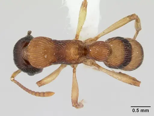 Gnamptogenys ericae specimen CASENT0178677 image casent0178677_1