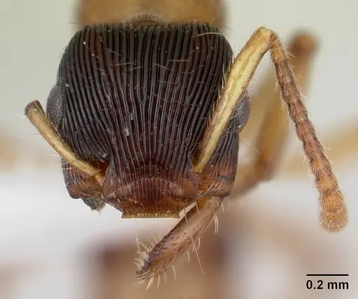 Gnamptogenys ericae specimen CASENT0178677 image casent0178677_2