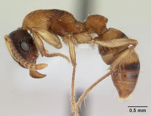 Gnamptogenys ericae specimen CASENT0178677 image casent0178677_3