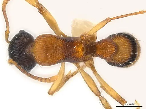 Gnamptogenys ericae specimen CASENT0179998 image casent0179998_1